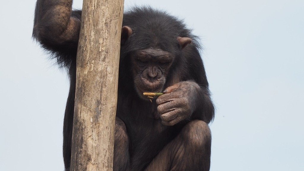 Come realizzare uno scimpanzé con l’argilla