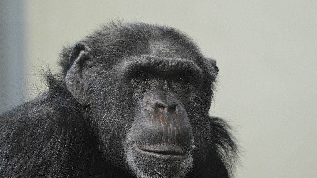 Gli esseri umani hanno il DNA degli scimpanzé