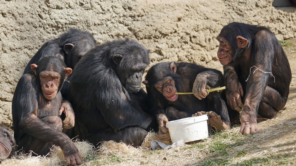 Come fa uno scimpanzé a mangiare una banana