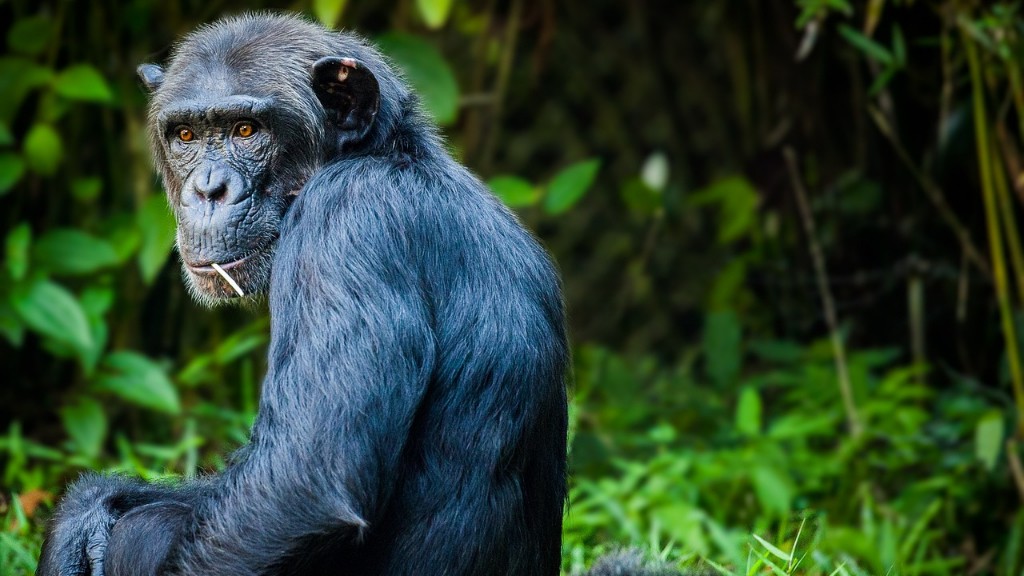 Gli esseri umani hanno il DNA degli scimpanzé