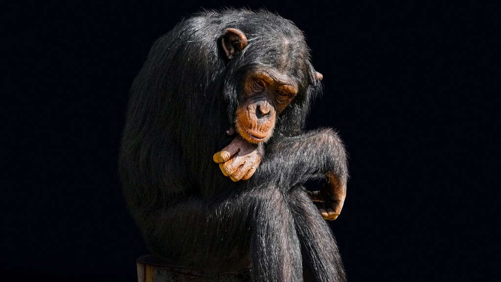 Quanto è intelligente lo scimpanzé