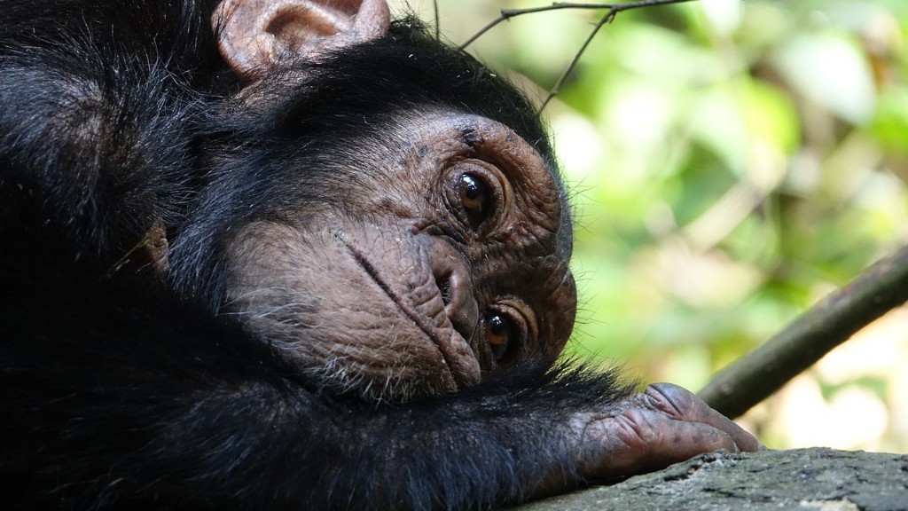 Una celebrità che possedeva uno scimpanzé di nome Bubbles