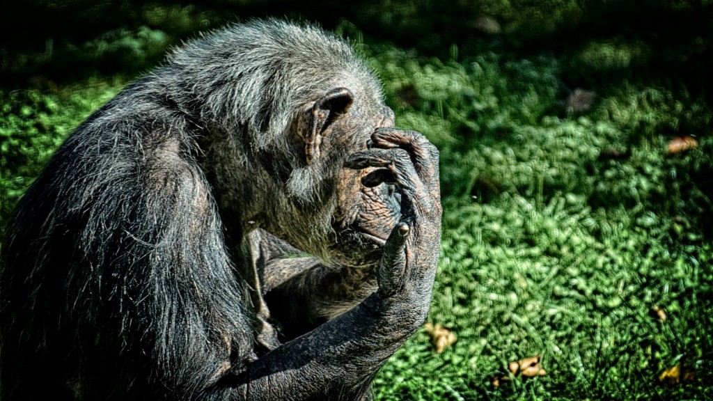 # Quali sono alcune cose che una madre scimpanzé insegna ai suoi piccoli?