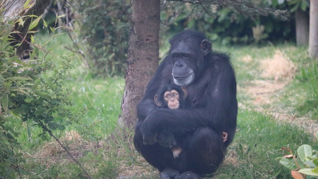 Quanto costa uno scimpanzé addestrato