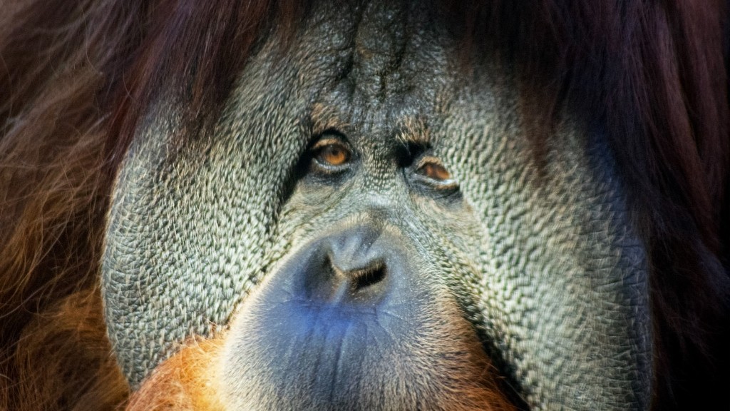 Che habitat è l’orango del Borneo