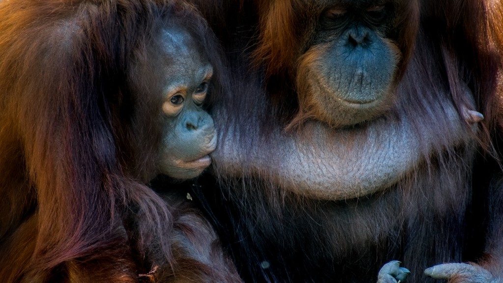 Il pianeta animale dice la figa di orango