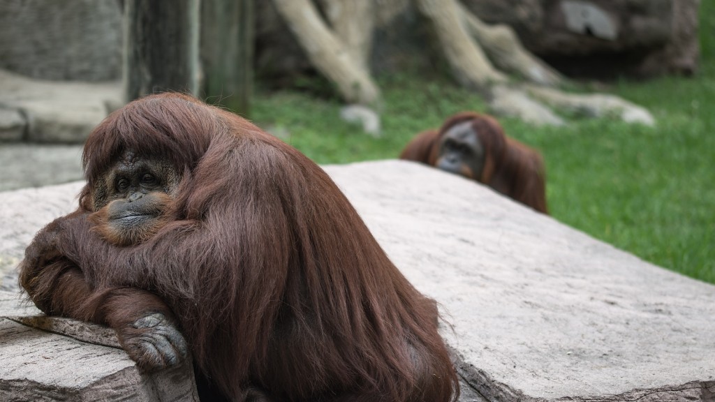 In quale famiglia appartiene l’orango?